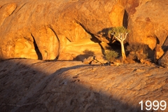 Der Köcherbaum an der Blutkuppe in 1999
